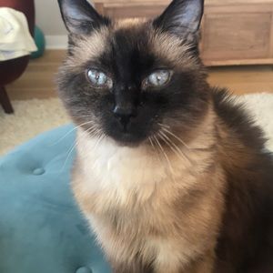 Meet your Posher, Cindy